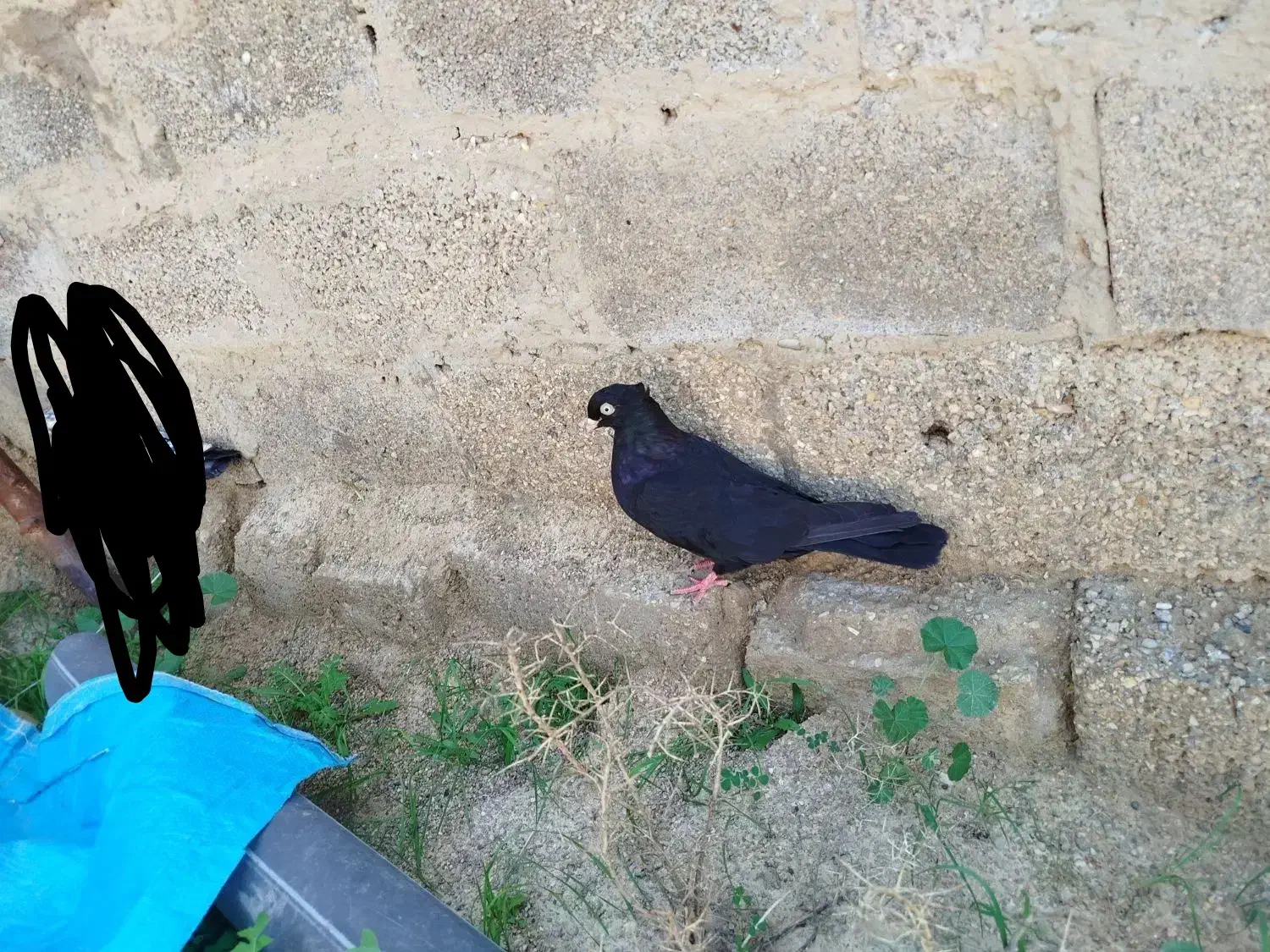 کبوتر|پرنده|امیدیه, |دیوار