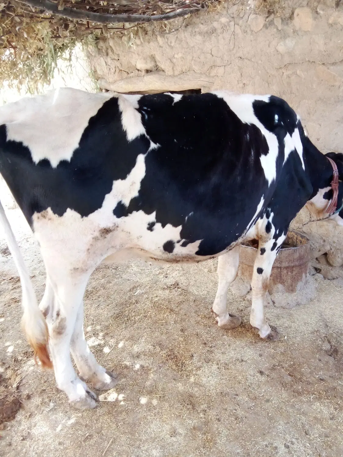 گاو|حیوانات مزرعه|منج, |دیوار