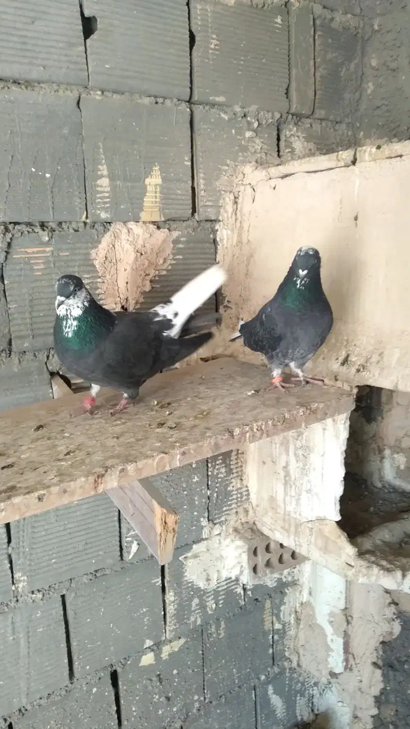 کبوتر اصفهانی سیاه دم سفید|پرنده|شاهینشهر, گزبرخوار|دیوار