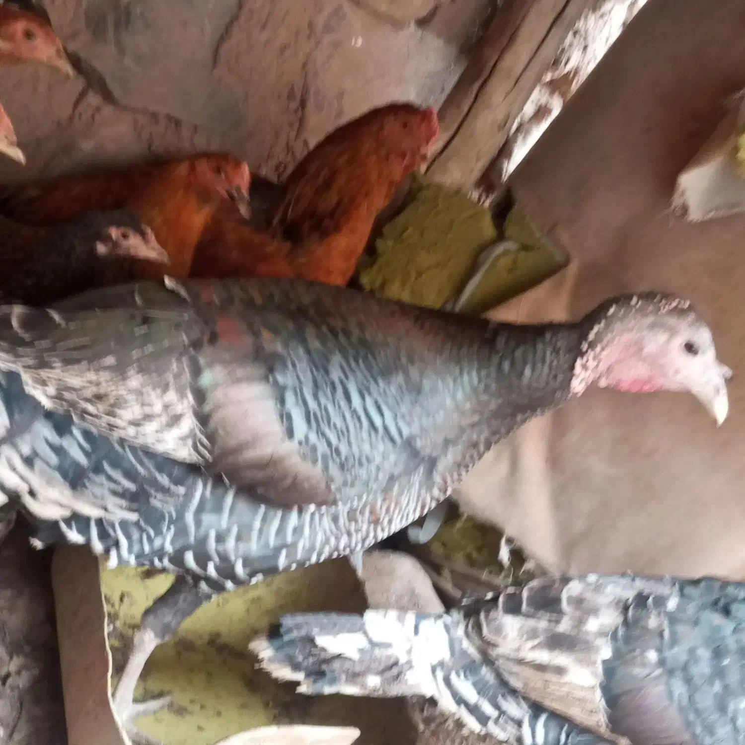 بوقلمون ماده|حیوانات مزرعه|نیشابور, مازول|دیوار