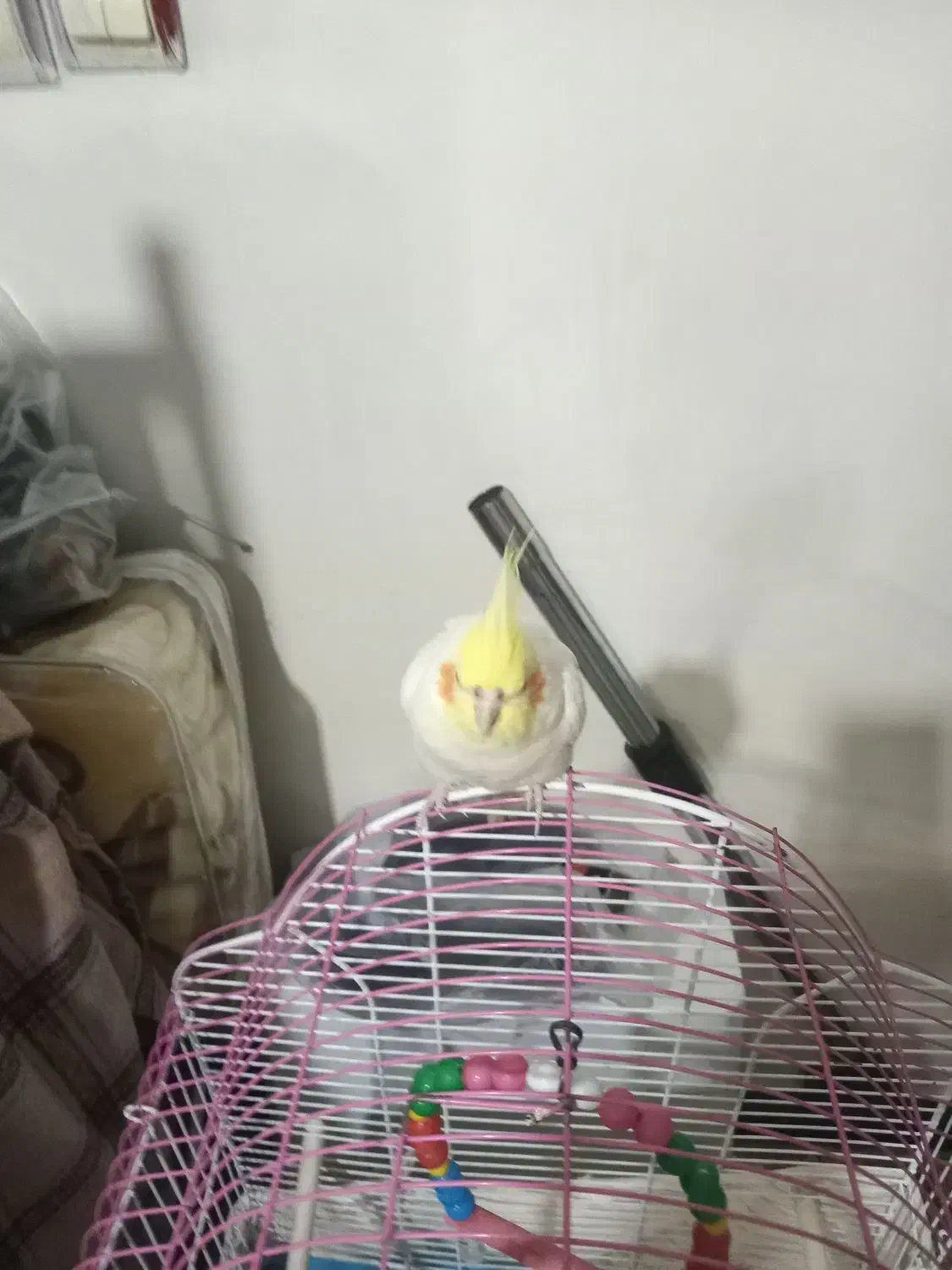 عروس،هلندی|پرنده|مشهد, رضاییه|دیوار