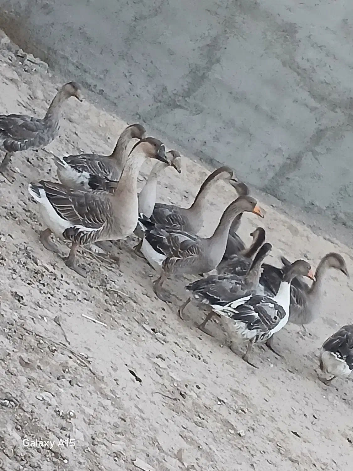 غاز و قوغاز|حیوانات مزرعه|سرعین, |دیوار