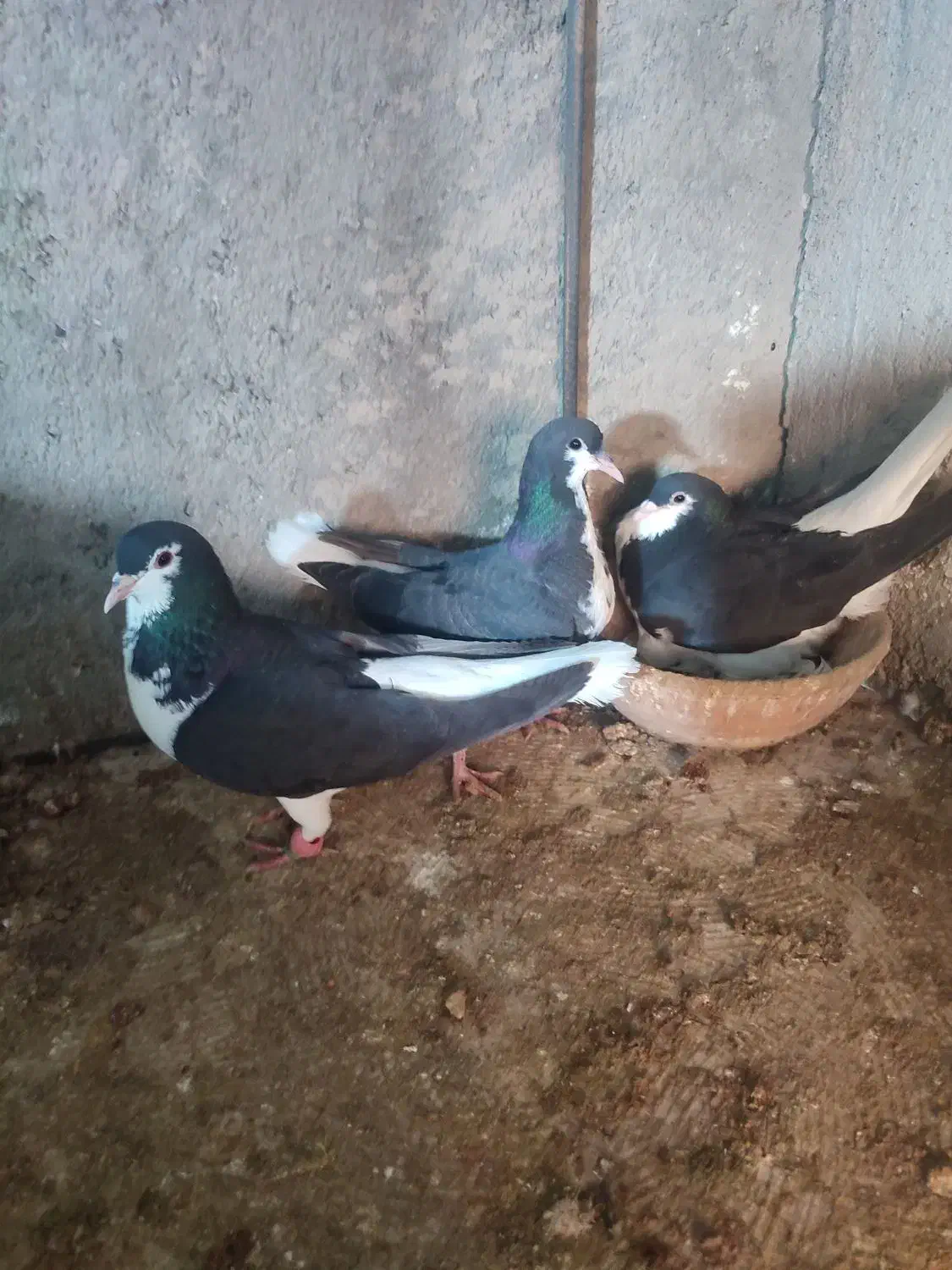 کفتر|پرنده|کاشمر, |دیوار