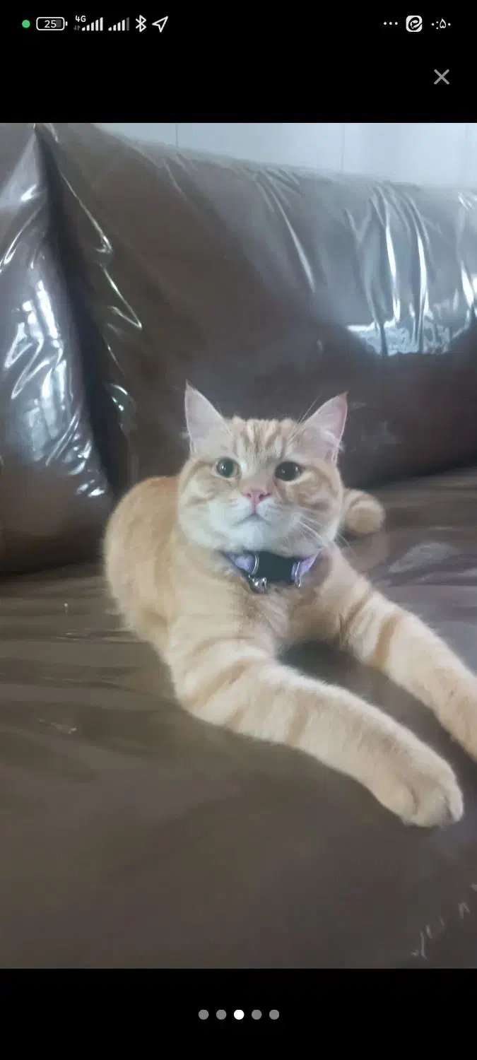 گربه اسکاتیش|گربه|بافق, |دیوار