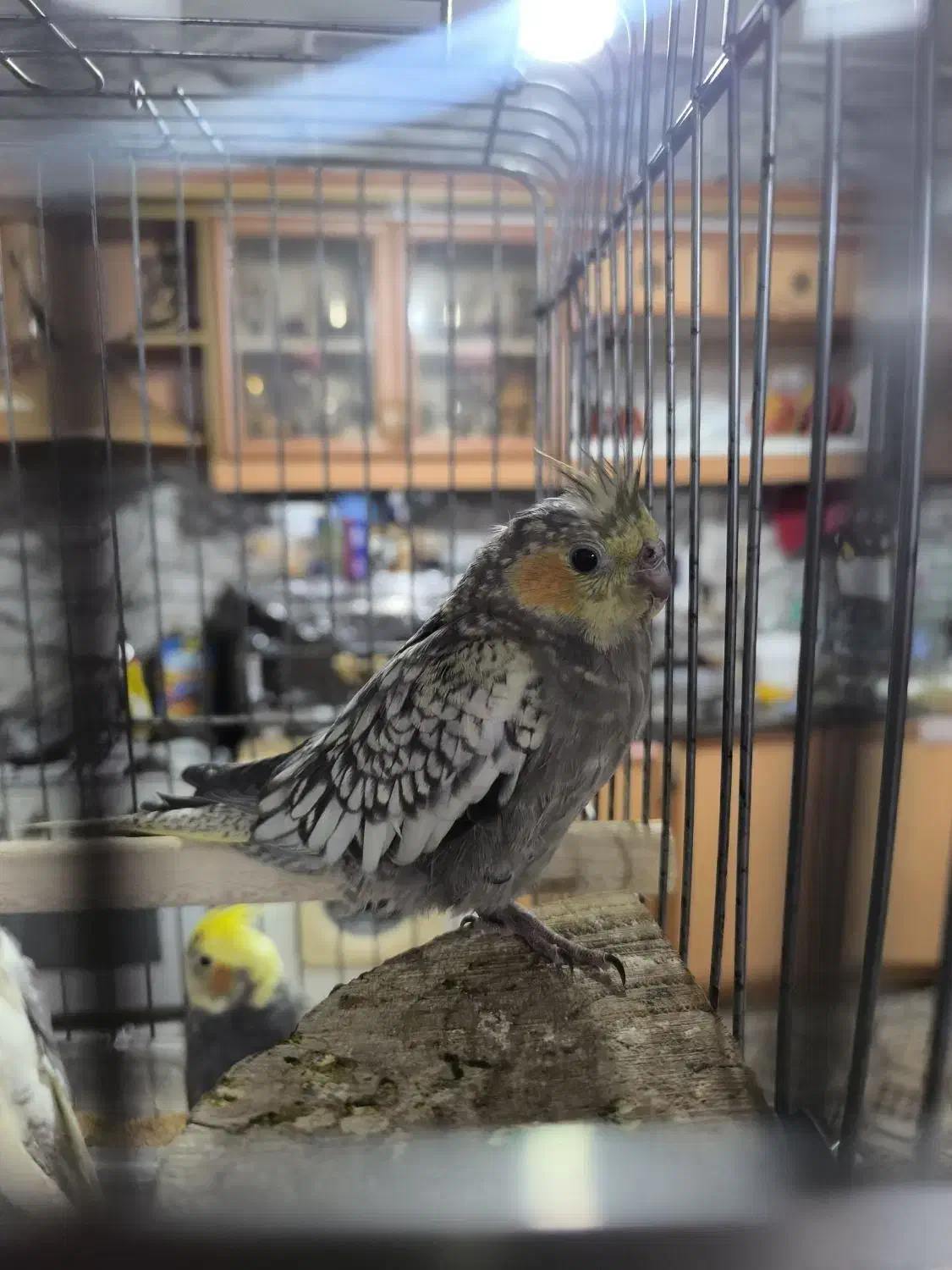 عروس هلندی|پرنده|اصفهان, محمودیه|دیوار