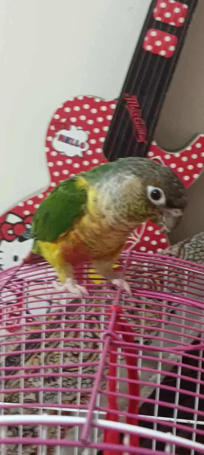 گرینچیک یلوساید|پرنده|ری, دولت‌آباد|دیوار