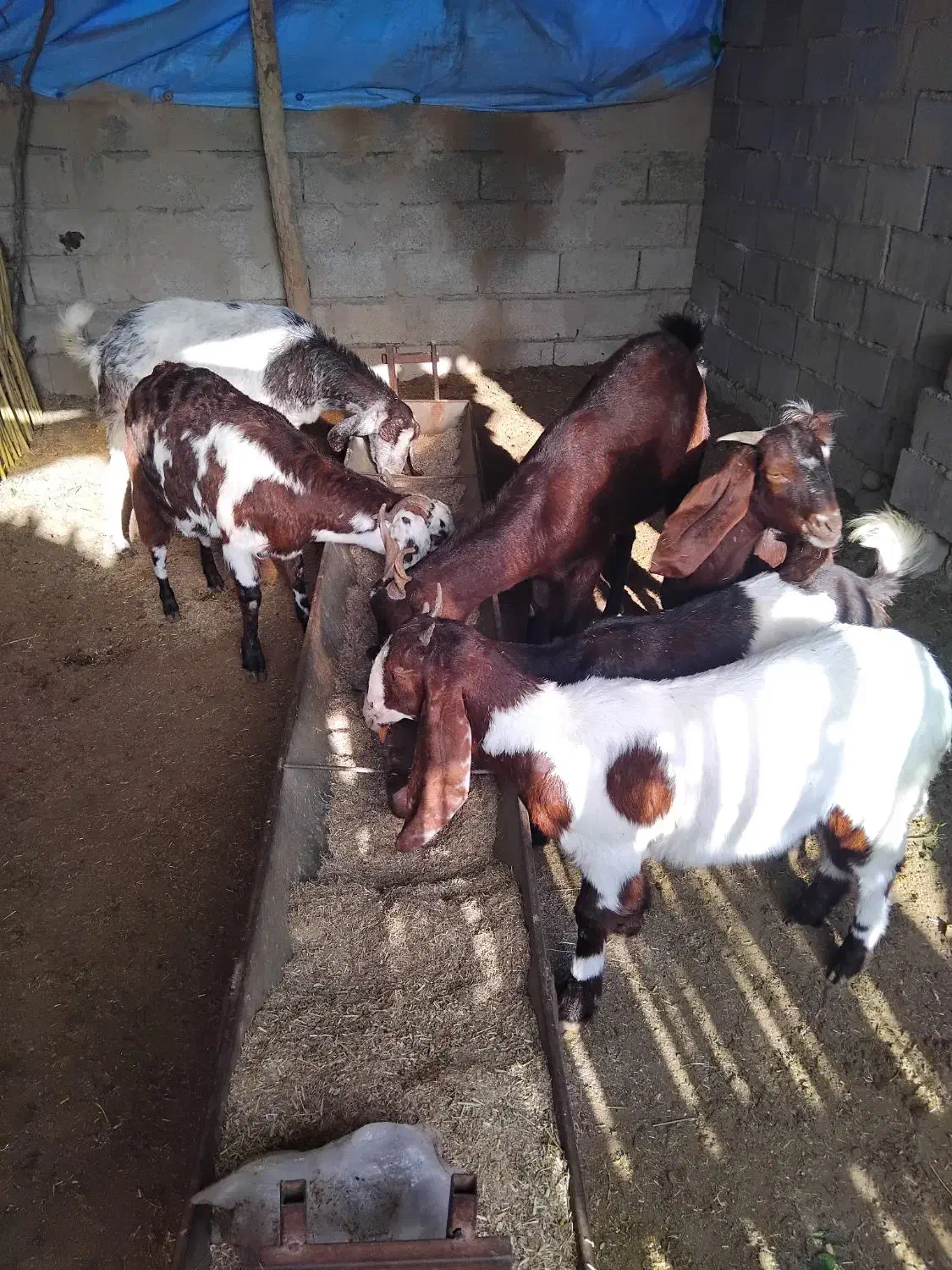 بزوبزغاله|حیوانات مزرعه|گنبد کاووس, |دیوار