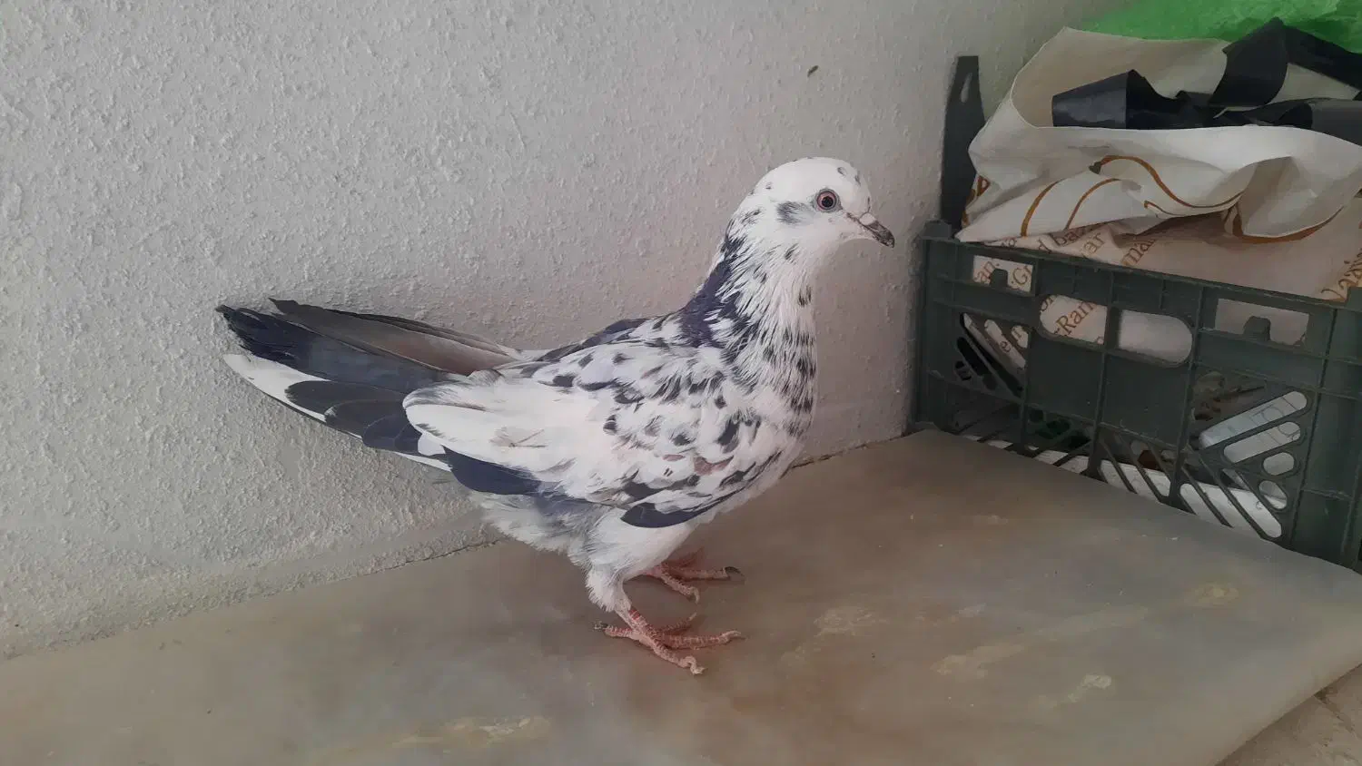 ۳تا کفتر غریبگیری|پرنده|تهران, دانشگاه شریف|دیوار