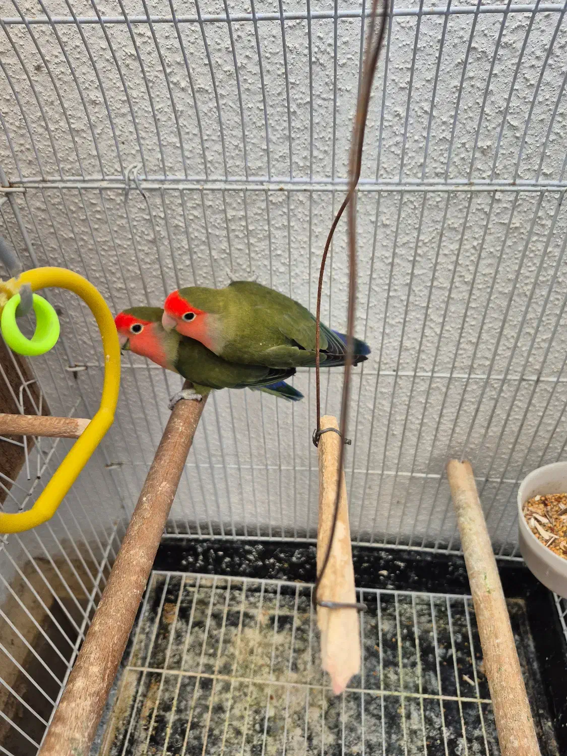 کوتوله برزیلی|پرنده|صدرا-فارس, فاز ۱|دیوار