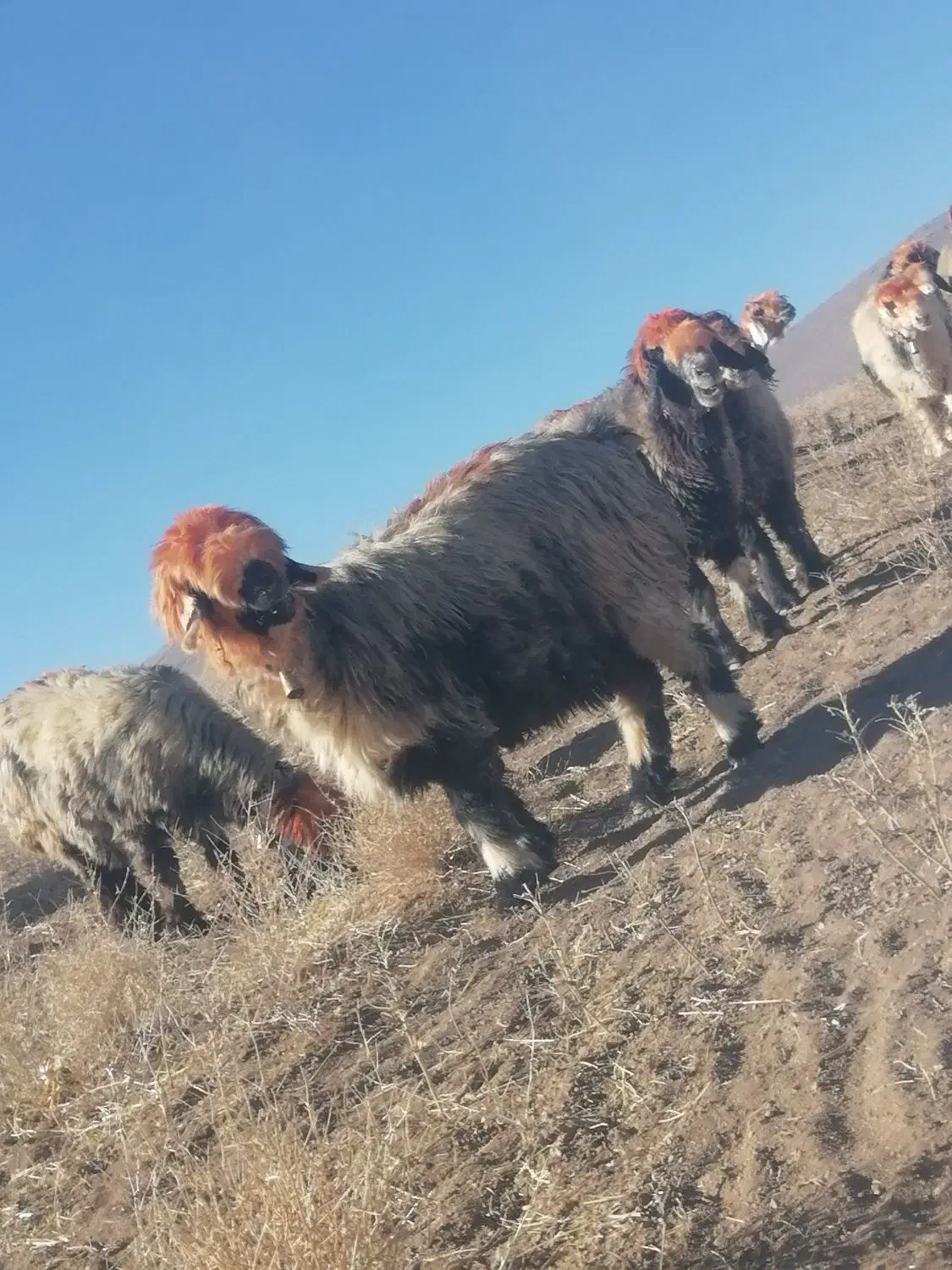 گله میش یکدست اصل جنس همه یک نشون یک ذات|حیوانات مزرعه|لاران, |دیوار