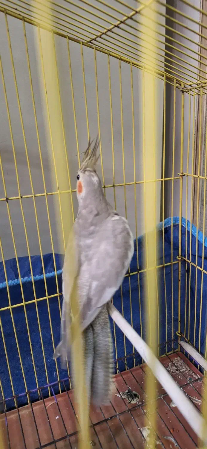 عروس هلندی|پرنده|بندرعباس, |دیوار