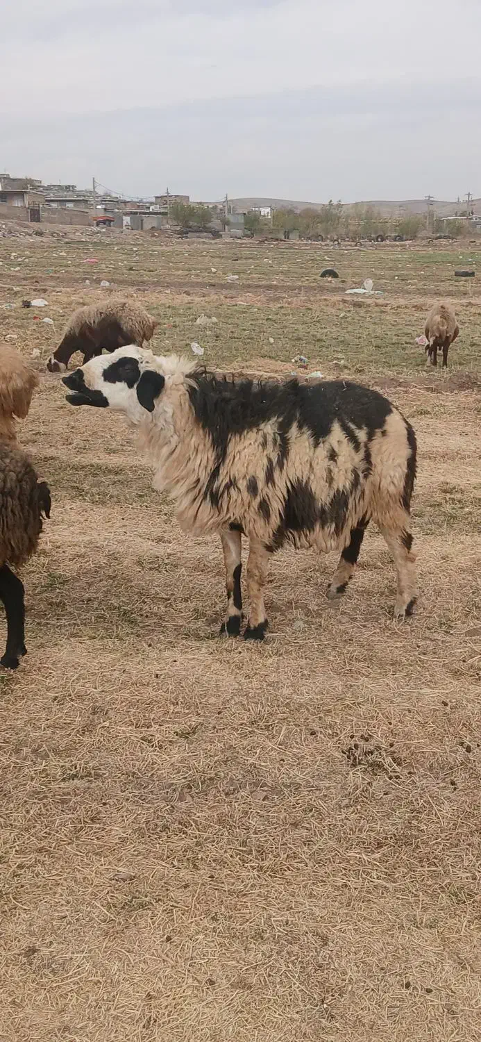 گوسفند|حیوانات مزرعه|هرسین, |دیوار