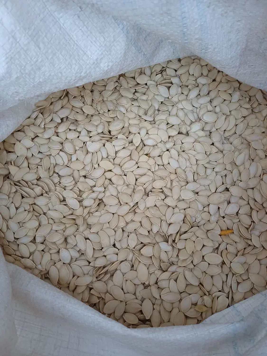 تخمه کدو توپر|خوردنی و آشامیدنی|شاهین دژ, |دیوار
