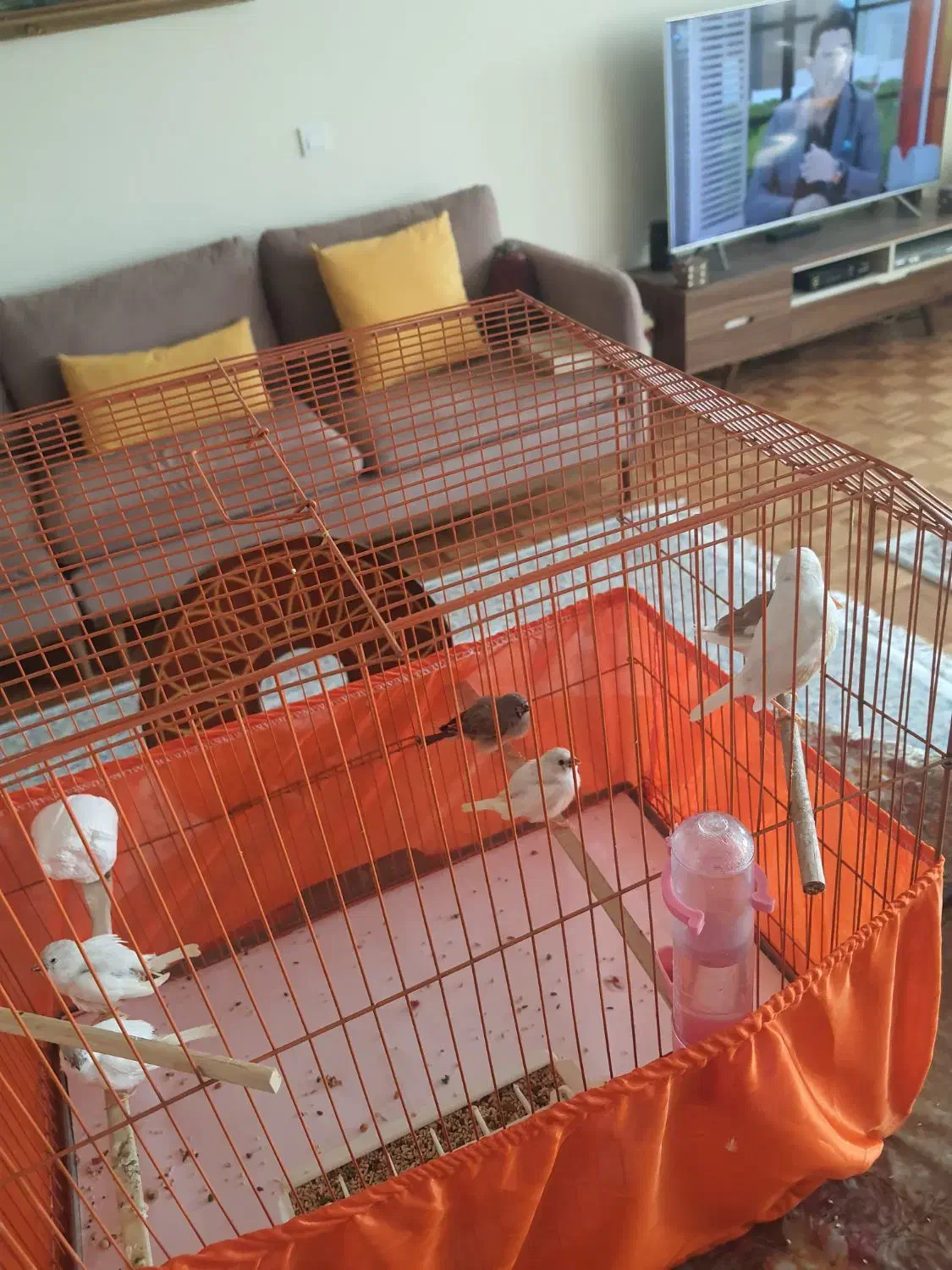 فنچ|پرنده|تهران, آسمان|دیوار