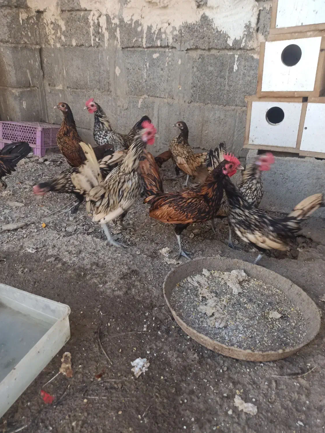 خروس ومرغ چینی|حیوانات مزرعه|بند زرک, |دیوار