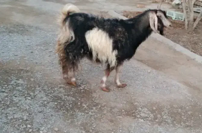 بز چاق|حیوانات مزرعه|نهبندان, |دیوار