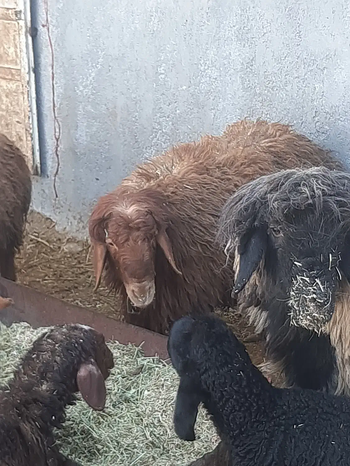 گوسفند بره چپش میش بز|حیوانات مزرعه|دورود, |دیوار