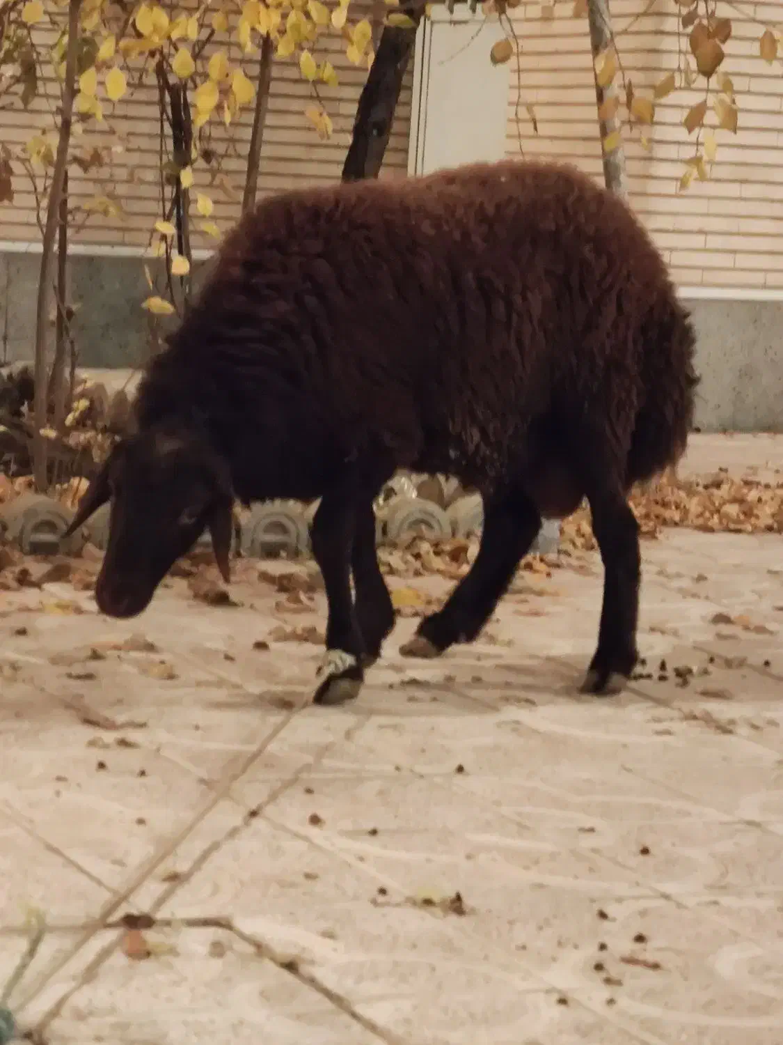 ذبح شرعی واسلامی|خدمات پذیرایی، مراسم|تبریز, |دیوار