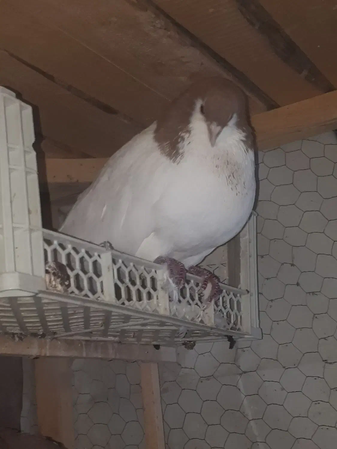 ساده زرد نر|پرنده|نیشابور, شهرک اندیشه|دیوار