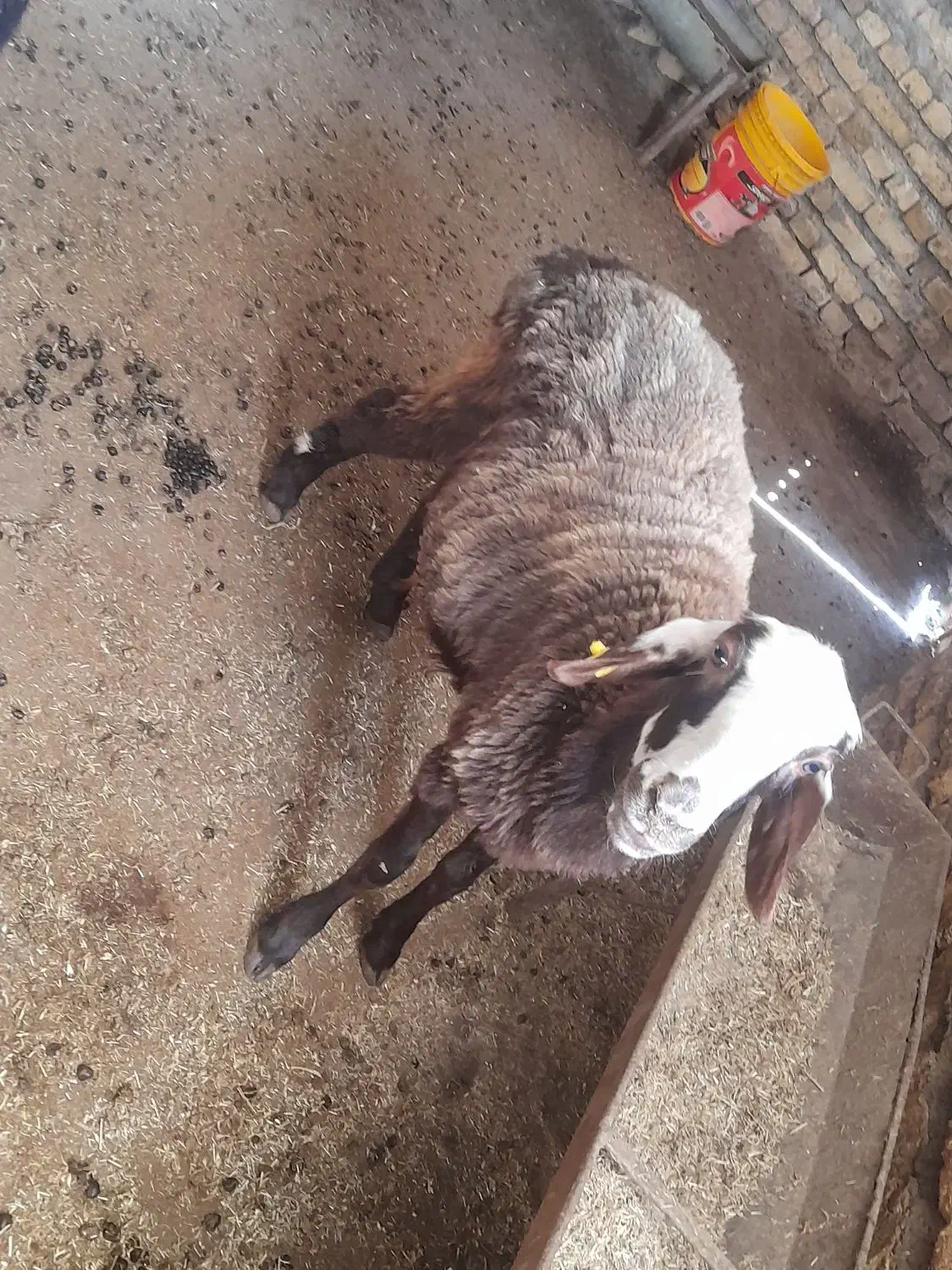 سه عدد شیشک درجه یک داشتی قیمت مناسب|حیوانات مزرعه|مینودشت, |دیوار