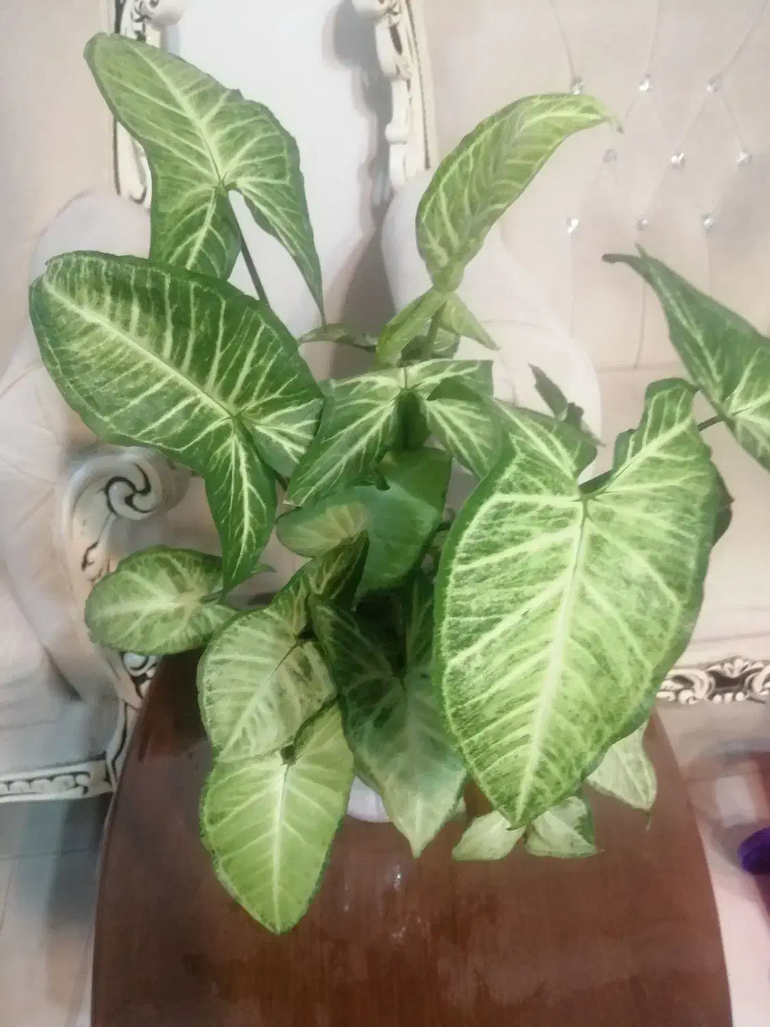 گل سنگینیوم|گل و گیاه طبیعی|اسلام‌شهر, شهرک واوان|دیوار