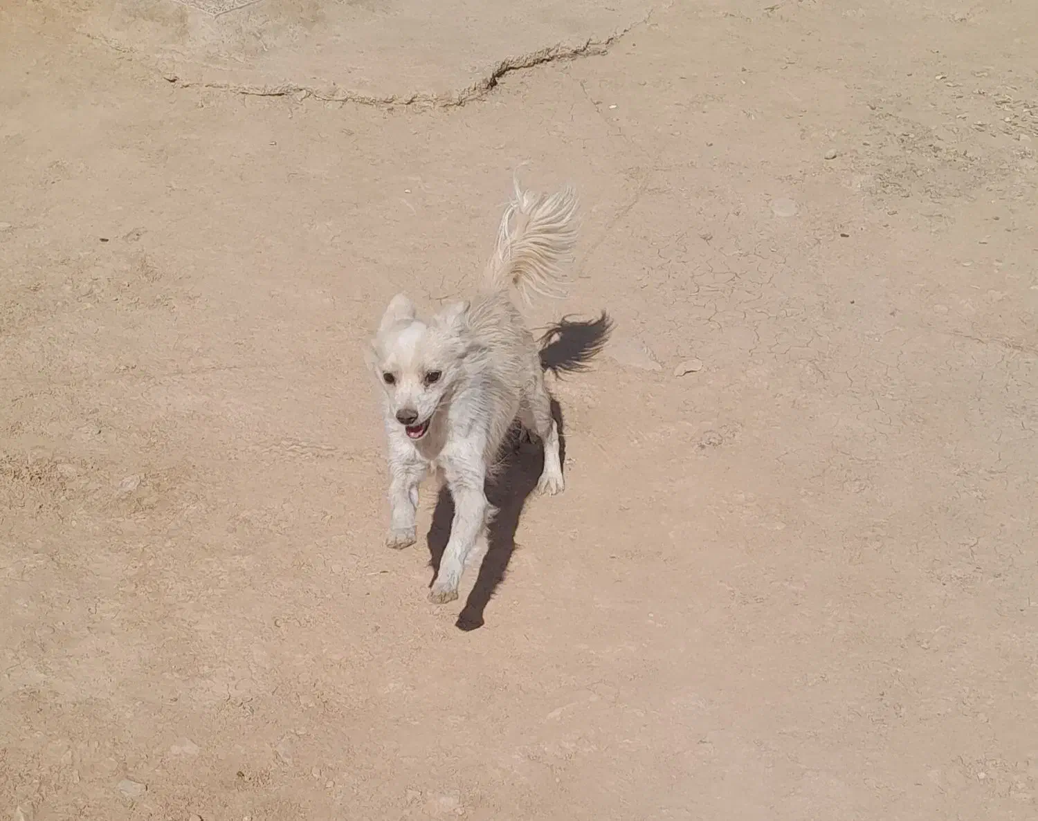 سگ خارجی پاپی|سگ|لردگان, |دیوار