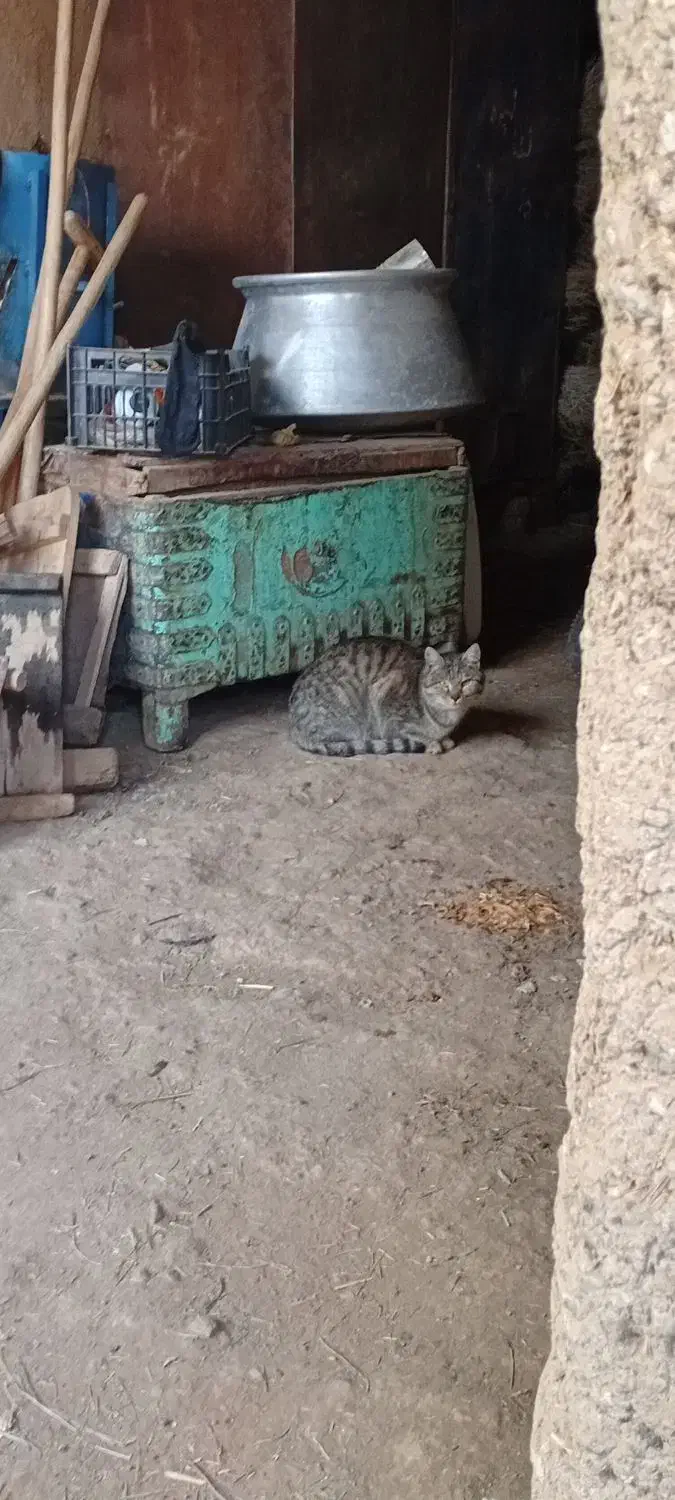 گربه|گربه|تویسرکان, |دیوار