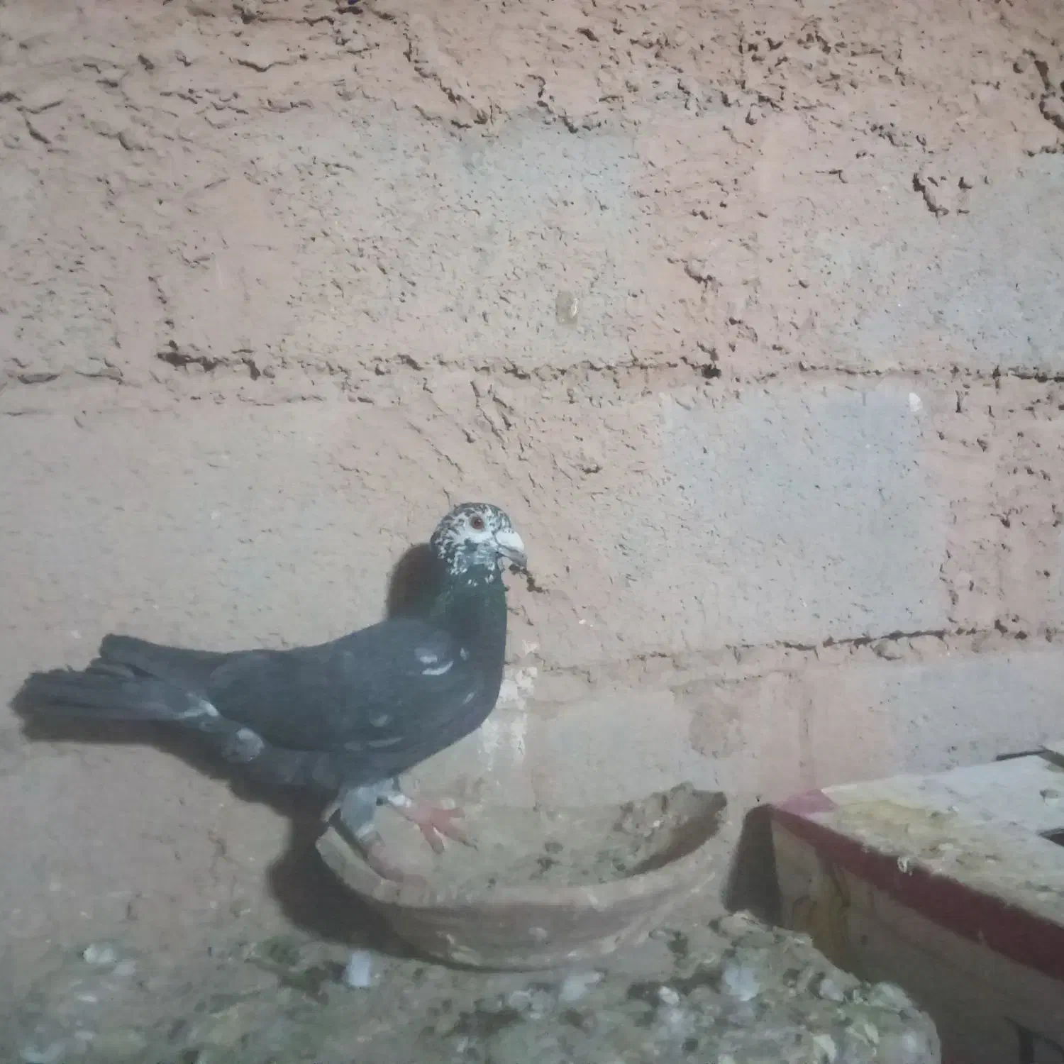 کفتر المانی|پرنده|سده (خراسان جنوبی), |دیوار