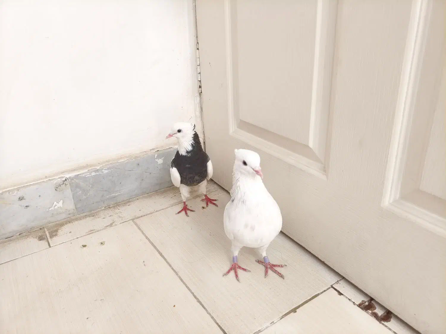 کبوتر طوقی|پرنده|بندرعباس, |دیوار