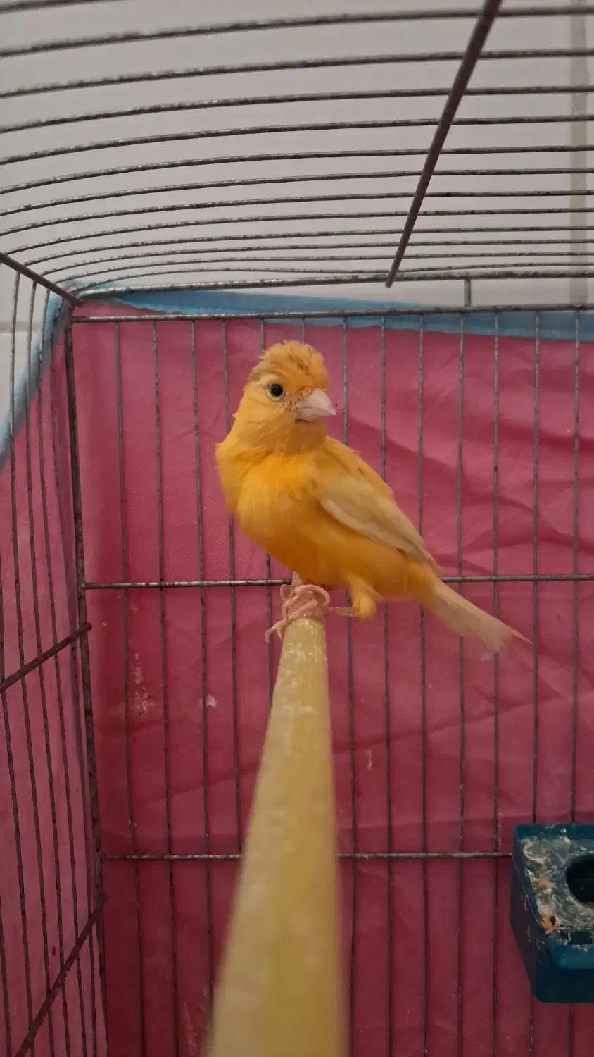 قناری نر پرتقالی|پرنده|اردکان, |دیوار