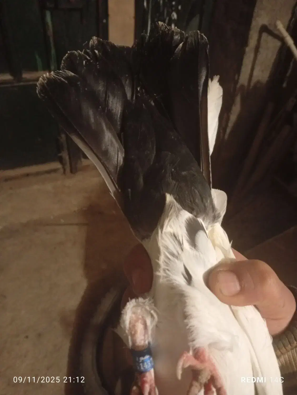 نروماده اماجفت نیستن|پرنده|کوهسار (البرز), |دیوار