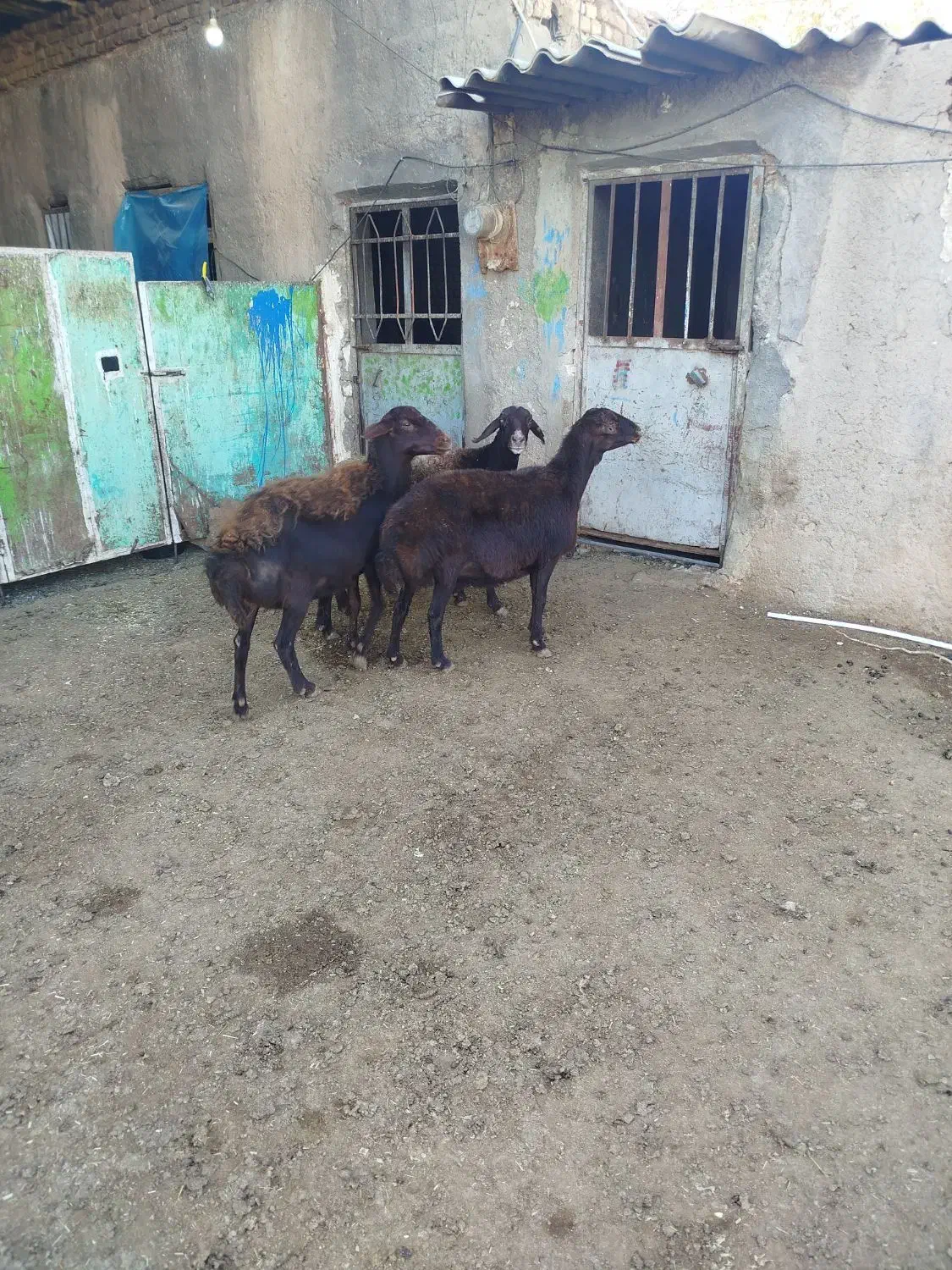 میش|حیوانات مزرعه|بوئین زهرا, |دیوار