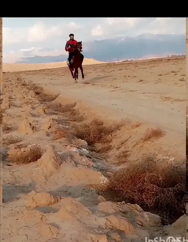 اسب نریون سرخ|اسب و تجهیزات اسب‌سواری|نیشابور, شهید بهشتی|دیوار