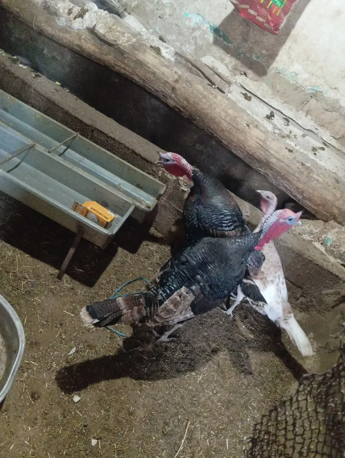 بوقلمون سه ساله|حیوانات مزرعه|دیواندره, |دیوار