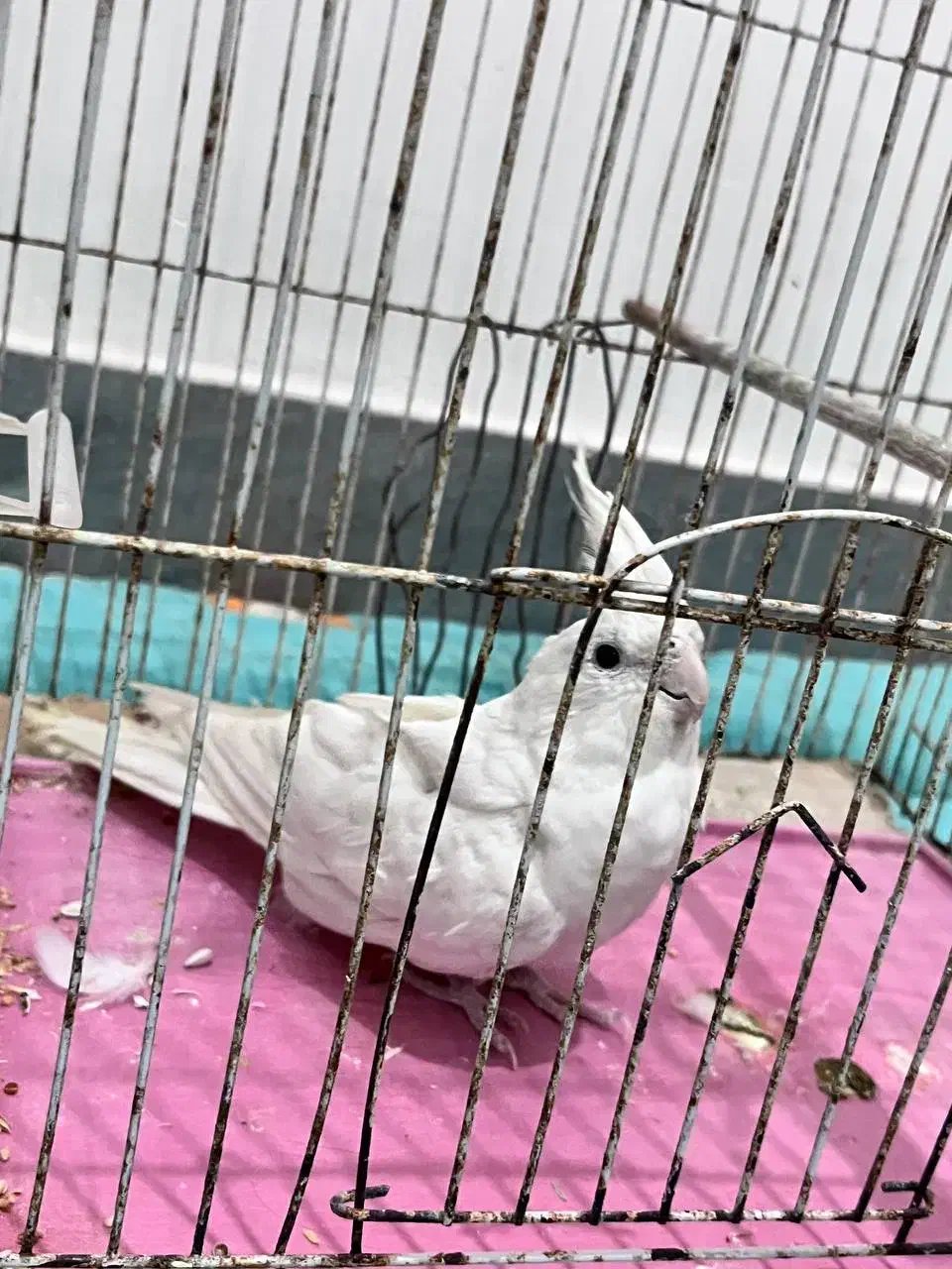 طوطی‌آلبینو|پرنده|تولم شهر, |دیوار