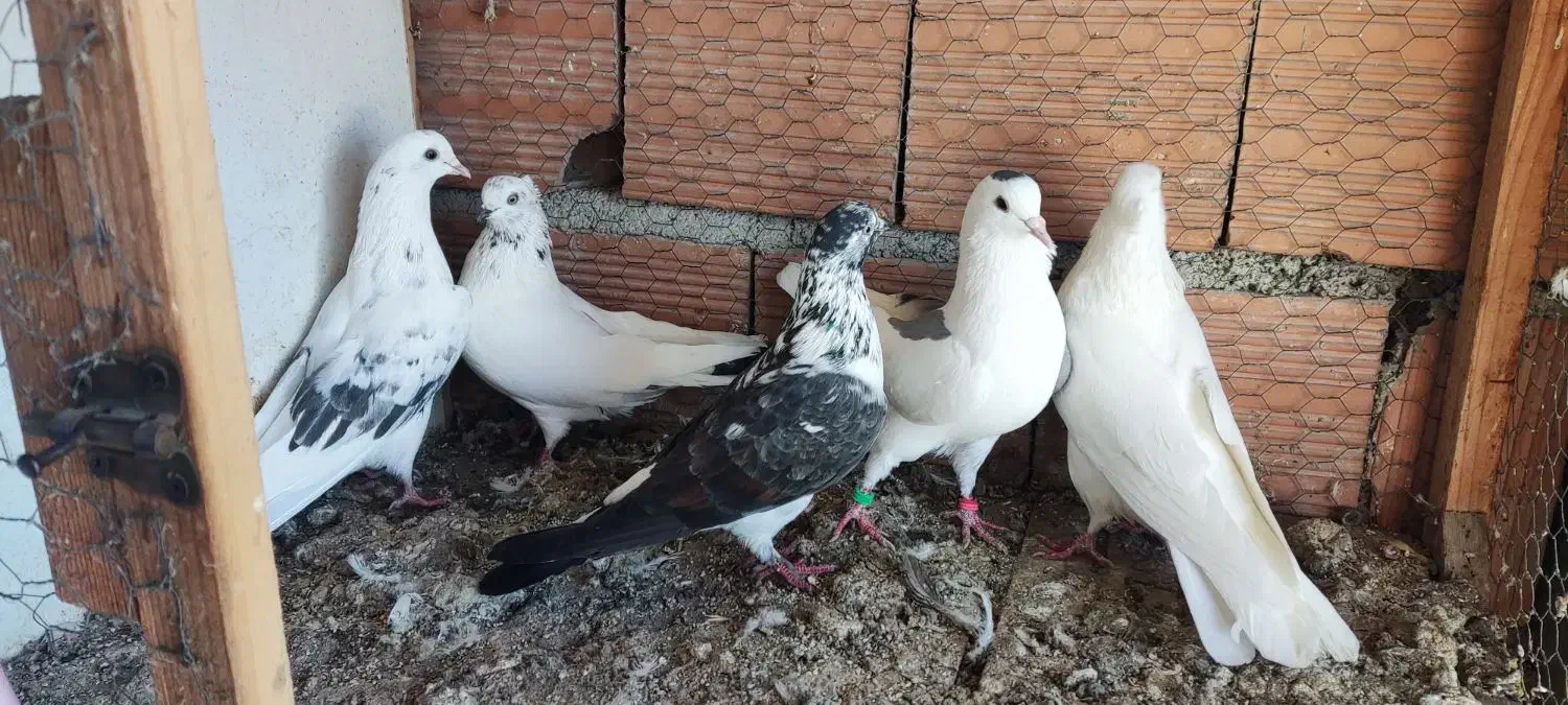 فروش تعدادی کبوتر در قایمشهر|پرنده|قائم‌شهر, |دیوار