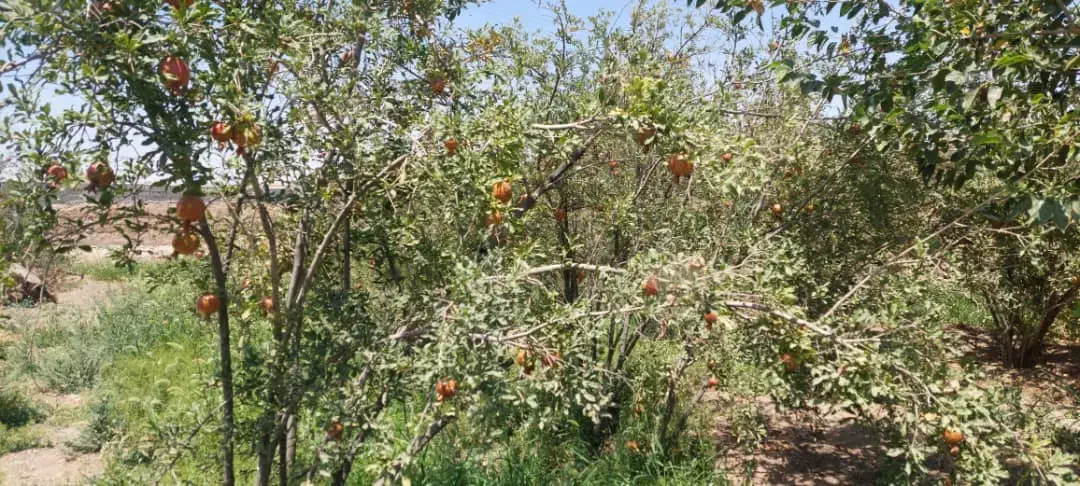 خانه باغ فروشی|فروش خانه و ویلا|کاشان, راوند|دیوار