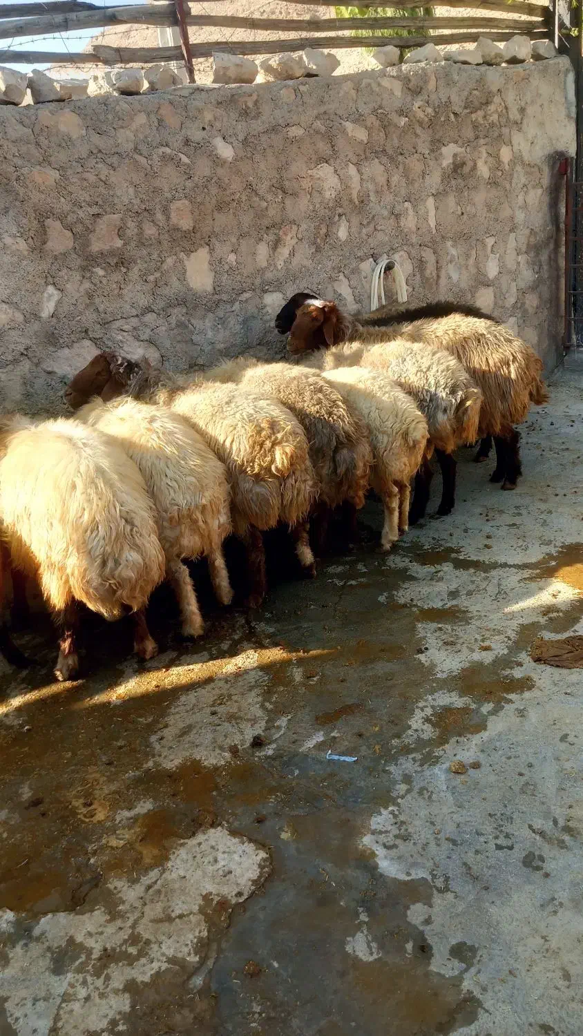 قوچ جوان|حیوانات مزرعه|زاگرس, |دیوار