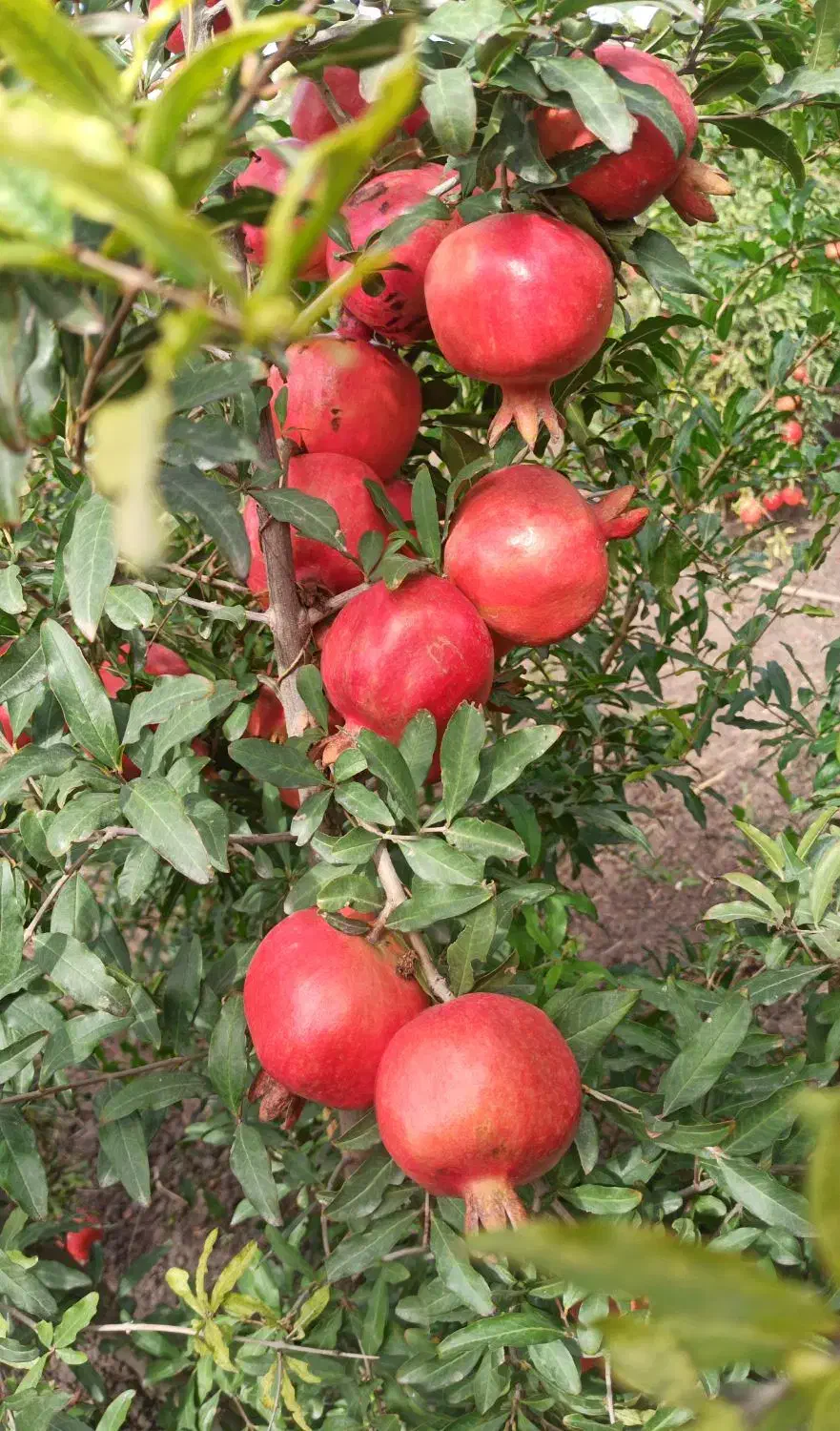 نهال انار  (رقم ترکمنستانی)|خدمات باغبانی و درختکاری|گنبد کاووس, |دیوار