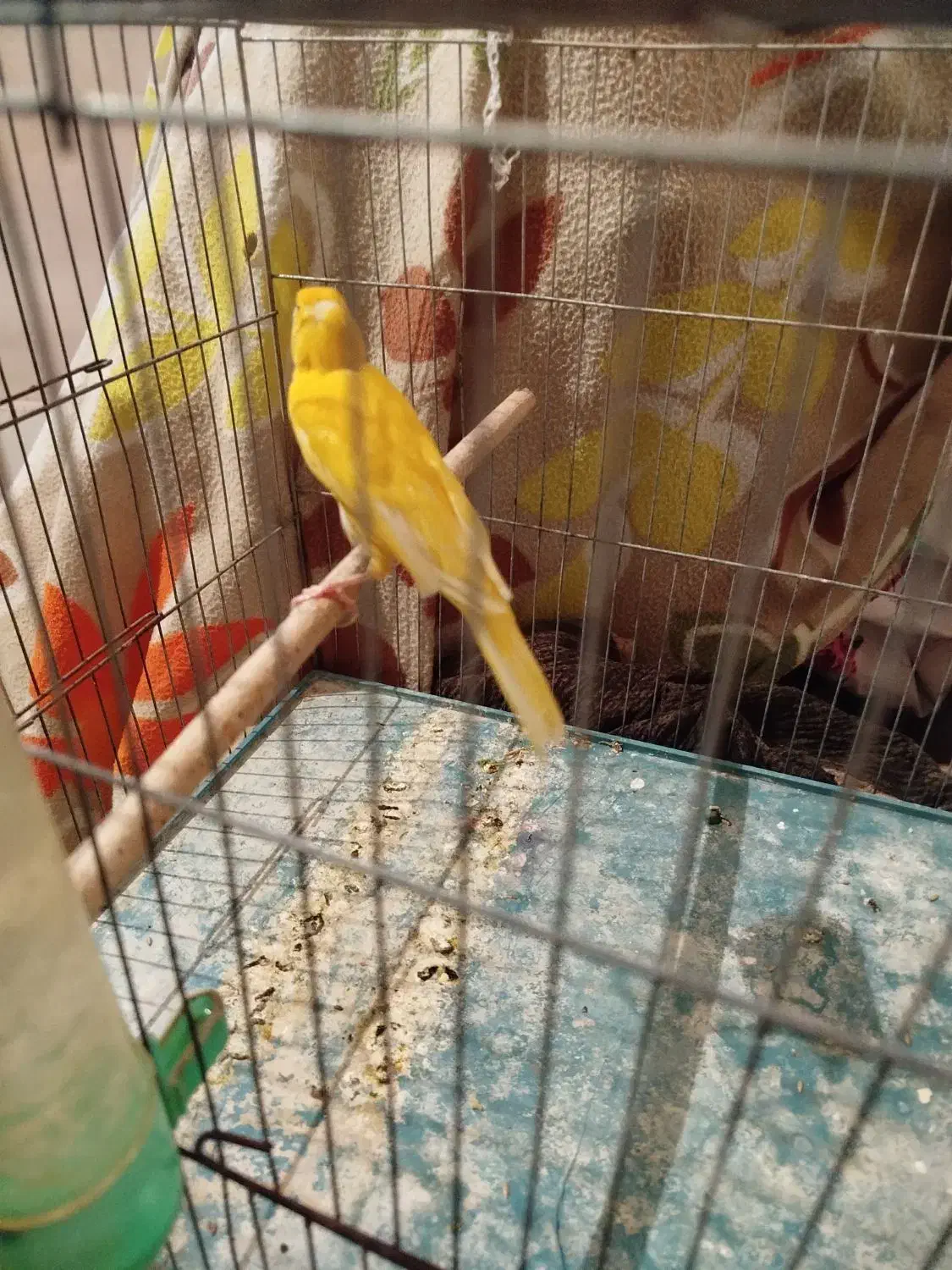 قناری نر|پرنده|خرامه, |دیوار