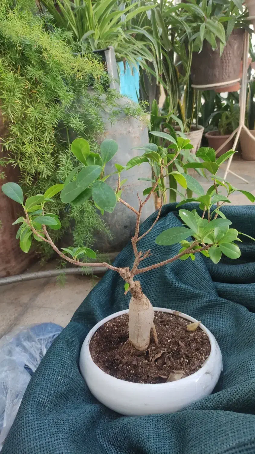 گل بنسای|گل و گیاه طبیعی|شیراز, شیشهگری|دیوار