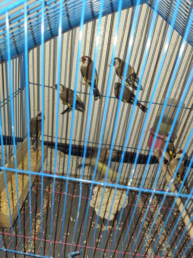 تعدادی سره|پرنده|پاکدشت, پاکدشت (مامازند)|دیوار