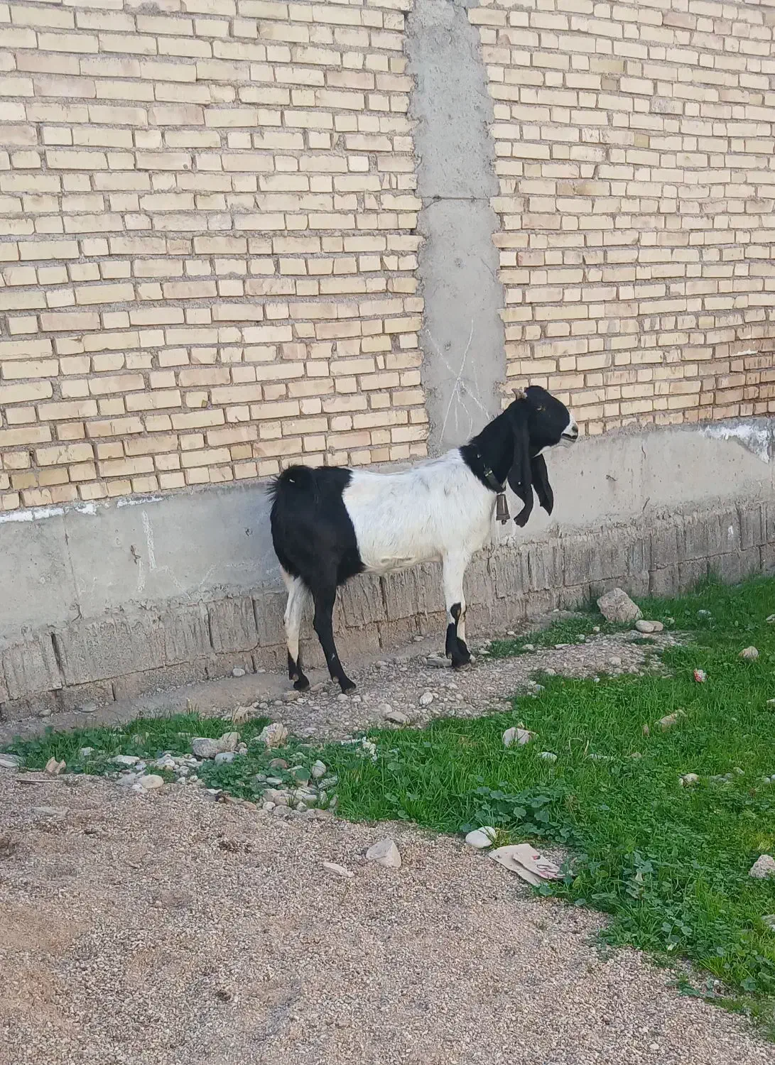 بز افغانی اصلی|حیوانات مزرعه|دزفول, |دیوار