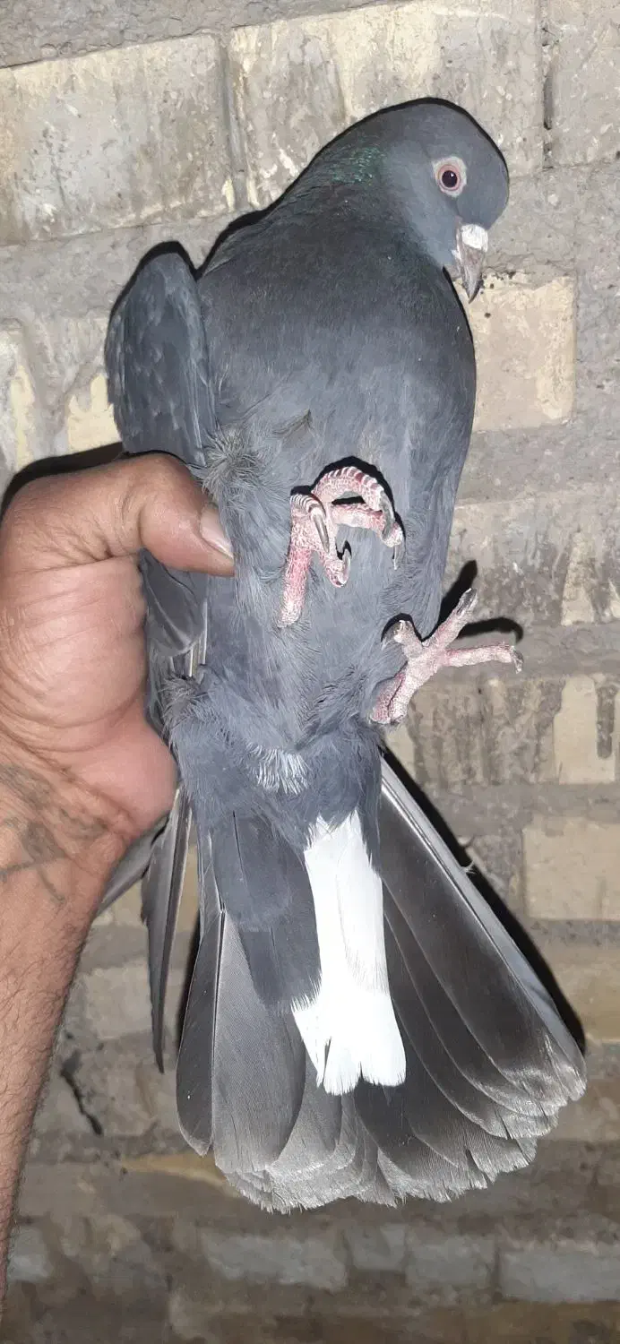 نر سبز چاپی|حیوانات|آبادان, |دیوار