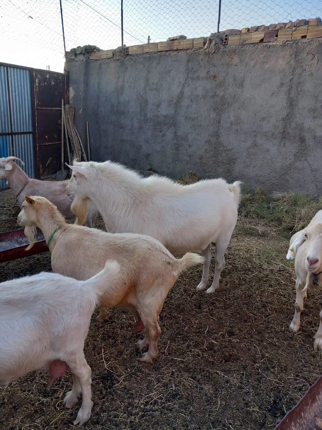 تکه ی سانن درشت واصیل|حیوانات مزرعه|سده (خراسان جنوبی), |دیوار