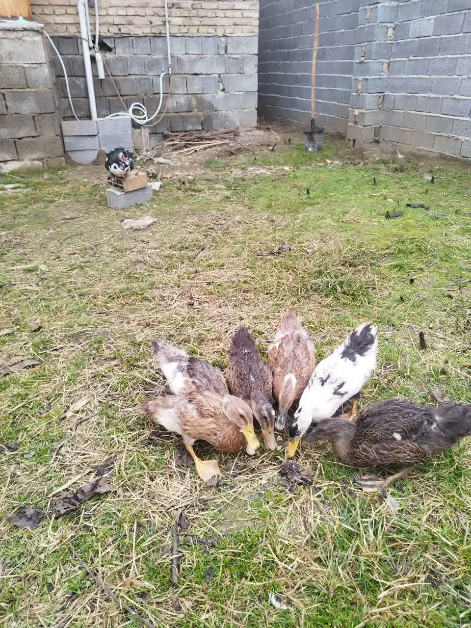 اردک محلی|حیوانات مزرعه|ساری, |دیوار