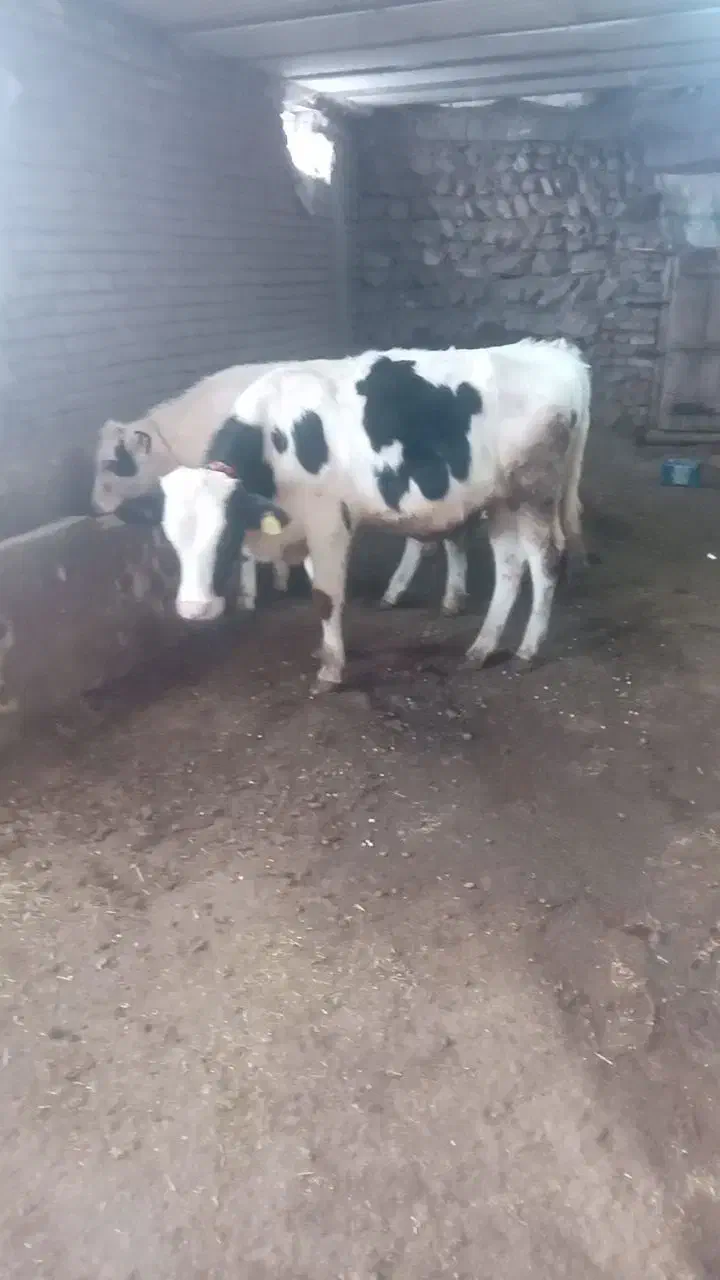 ۲راس گوساله نر|حیوانات مزرعه|ثمرین, |دیوار