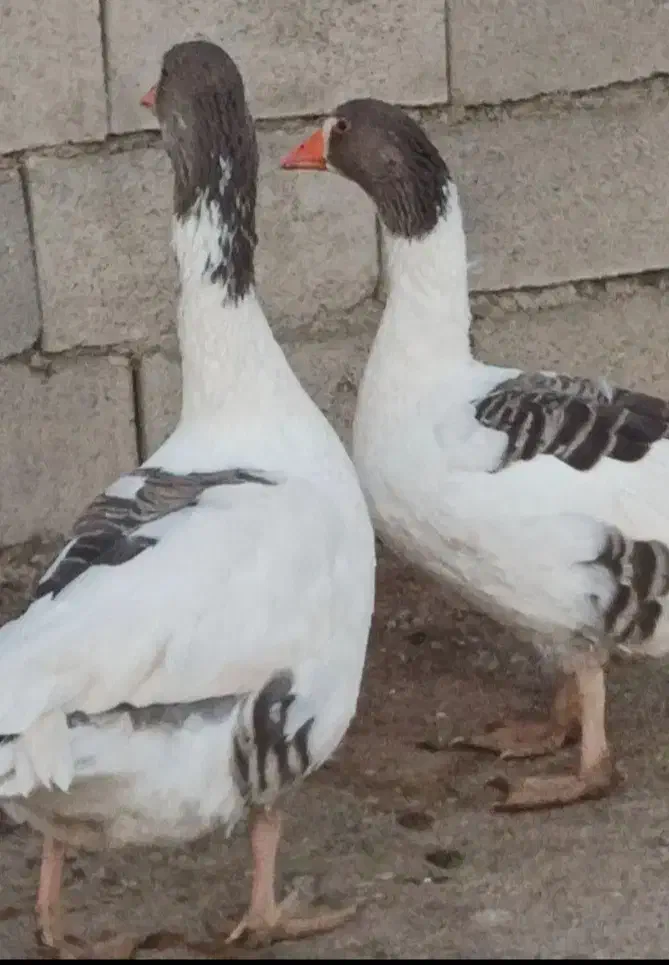 غاز ومرغ محلی|حیوانات مزرعه|یاسوج, |دیوار