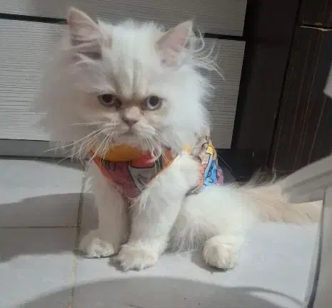 گربه پرشین اصیل|گربه|گنبد کاووس, |دیوار