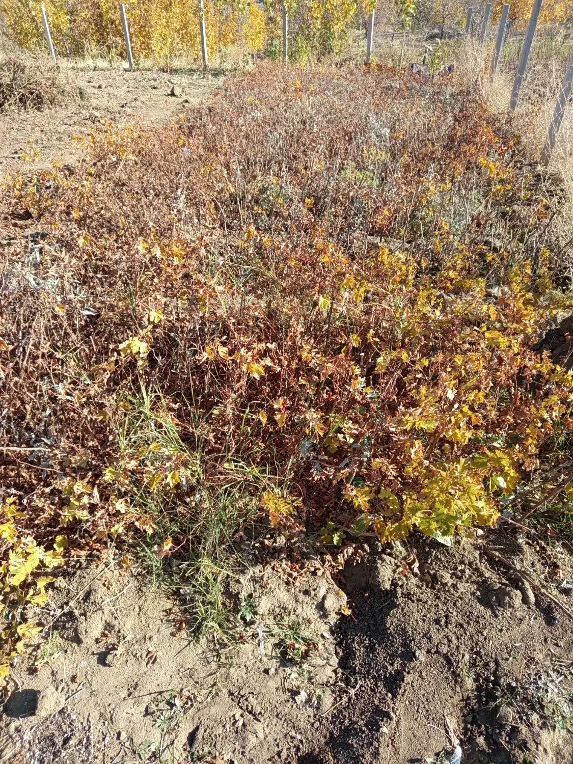 نهال و ریشه انگور سیاه|خدمات باغبانی و درختکاری|کامیاران, |دیوار